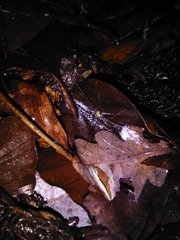 Dicranopalpus larvatus