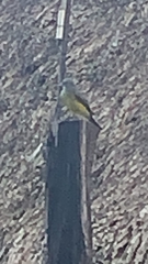 Tyrannidae