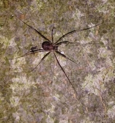 Dicranopalpus larvatus
