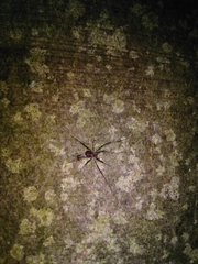 Dicranopalpus larvatus