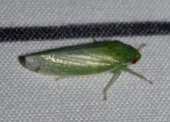 Gyponana