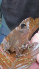 Rhinella margaritifera