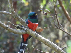 Trogon personatus