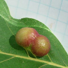 Phylloxera caryaeglobuli