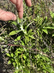 Pseudognaphalium biolettii