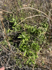 Pseudognaphalium biolettii