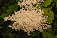 Holodiscus discolor discolor