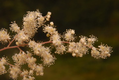 Holodiscus discolor discolor