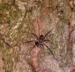 Dicranopalpus larvatus