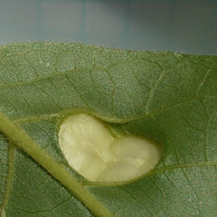 Phylloxera caryaeglobuli