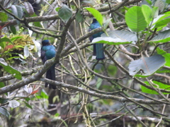Trogon personatus