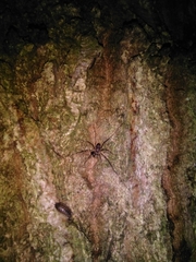 Dicranopalpus larvatus