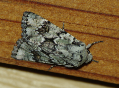 Blenina squamifera