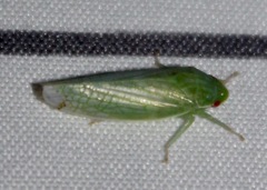 Gyponana