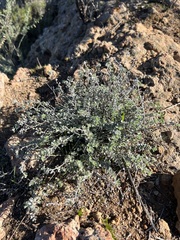 Acmispon argophyllus