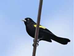 Cacicus chrysopterus