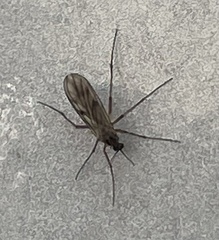 Sciaroidea