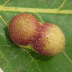 Phylloxera caryaeglobuli