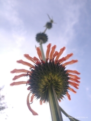 Leonotis nepetifolia