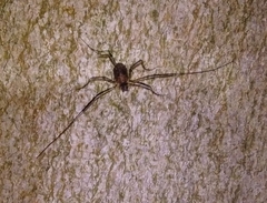 Dicranopalpus larvatus