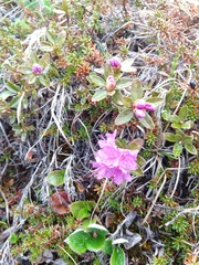 Rhododendron lapponicum