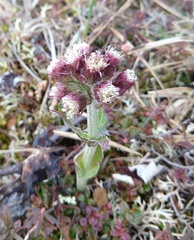 Petasites frigidus