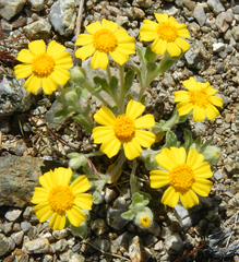 Eriophyllum