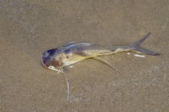 Bagre marinus