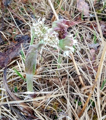 Petasites frigidus