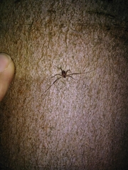 Dicranopalpus larvatus
