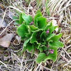 Primula frigida
