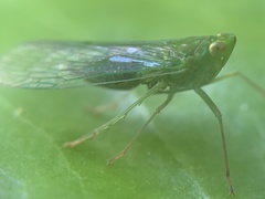 Dictyopharidae