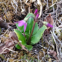 Primula frigida