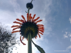 Leonotis nepetifolia