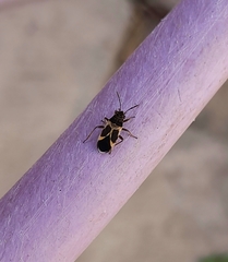 Ochrimnus cinctipennis