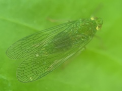 Dictyopharidae