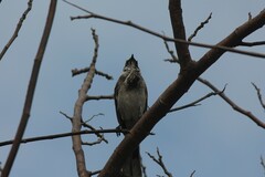 Mimus longicaudatus