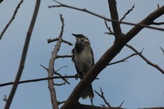Mimus longicaudatus