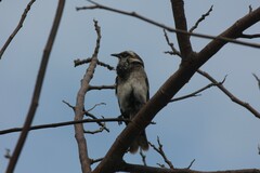 Mimus longicaudatus