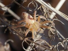 Micrommata virescens