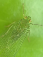 Dictyopharidae