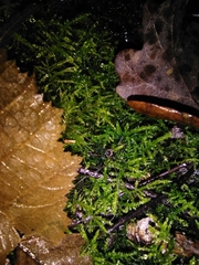 Dicranopalpus larvatus