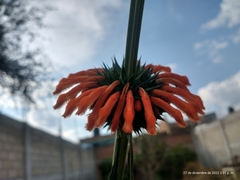 Leonotis nepetifolia