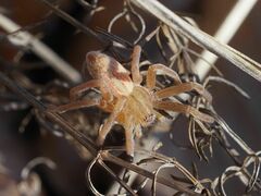 Micrommata virescens