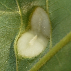 Phylloxera caryaeglobuli