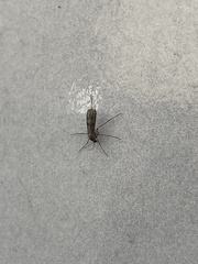 Sciaroidea