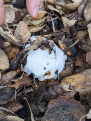 Hypomyces