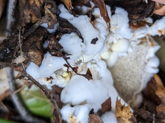 Hypomyces