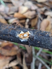 Hypomyces
