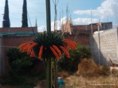 Leonotis nepetifolia